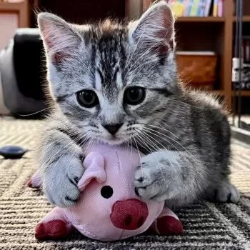 k-square 様のお迎えした子猫