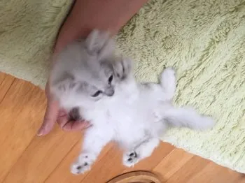 レイ 様のお迎えした子猫