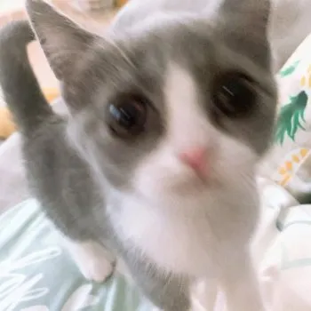 Miruku 様のお迎えした子猫