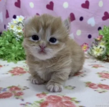Trg 様のお迎えした子猫