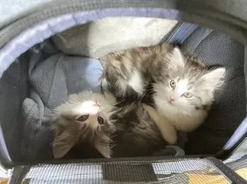 シグマ 様のお迎えした子猫