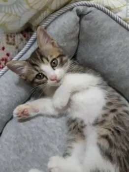 チェリー 様のお迎えした子猫