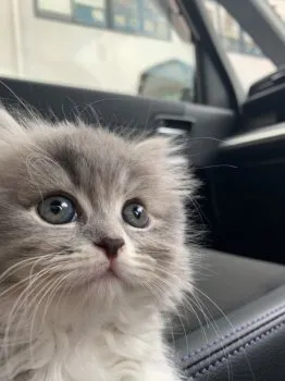 みさみさ 様のお迎えした子猫