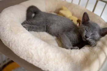 F.O 様のお迎えした子猫