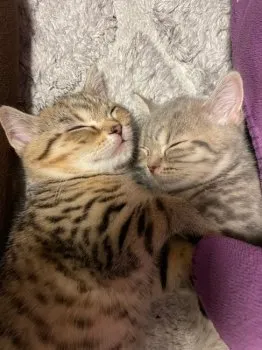 H.M 様のお迎えした子猫