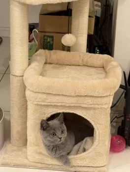 Y.Ｉ 様のお迎えした子猫