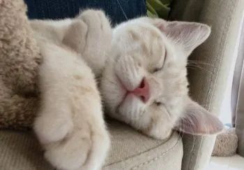 めぐみ 様のお迎えした子猫