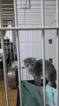 ふくちゃん 様のお迎えした子猫