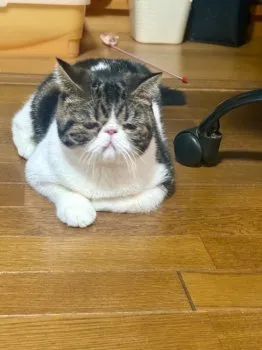 Y.K 様のお迎えした子猫