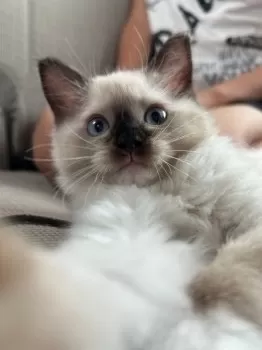 かんざき　かなこ 様のお迎えした子猫