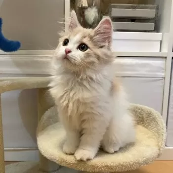 m.k 様のお迎えした子猫