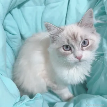 ます 様のお迎えした子猫