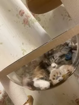 えみりん 様のお迎えした子猫