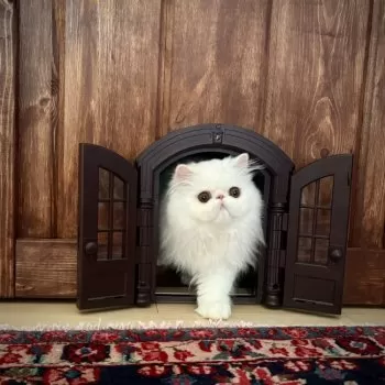 パンナ 様のお迎えした子猫