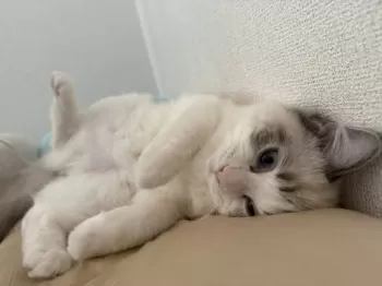 O.K 様のお迎えした子猫