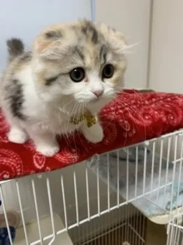 R.K 様のお迎えした子猫