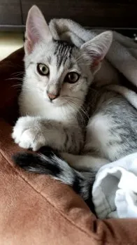 poco 様のお迎えした子猫