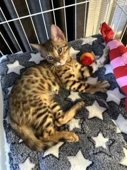 S.K 様のお迎えした子猫