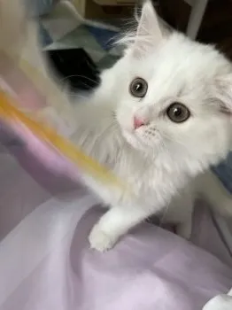 Y.I 様のお迎えした子猫