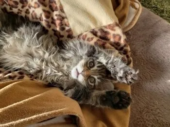高末 絢香 様のお迎えした子猫