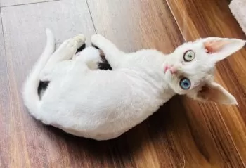 MIKI 様のお迎えした子猫