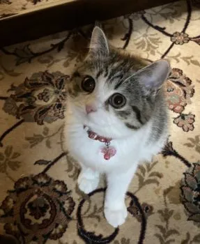 ひろ 様のお迎えした子猫