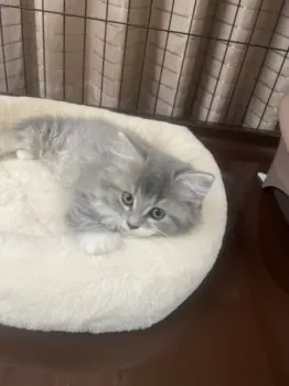 もみじうさぎ 様のお迎えした子猫