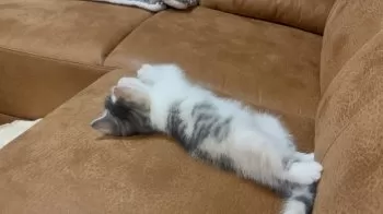 みほ 様のお迎えした子猫