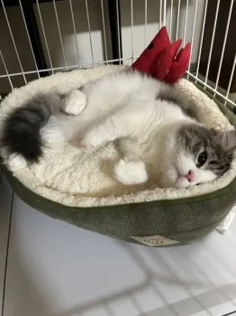 ganjoso 様のお迎えした子猫