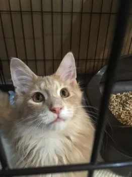 N.M 様のお迎えした子猫