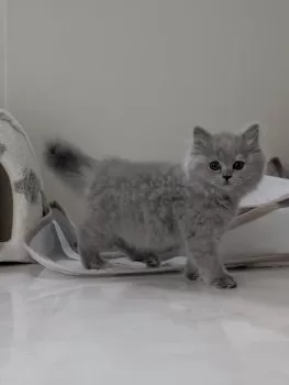 T.N 様のお迎えした子猫