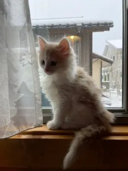 みー 様のお迎えした子猫