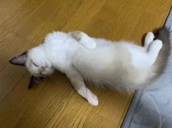 トウカ 様のお迎えした子猫