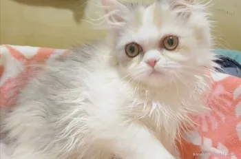 M 様のお迎えした子猫