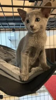 HO 様のお迎えした子猫