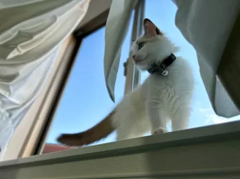 A.Ｉ 様のお迎えした子猫