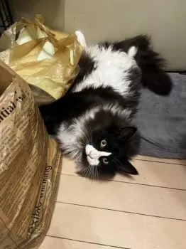 みつのら 様のお迎えした子猫