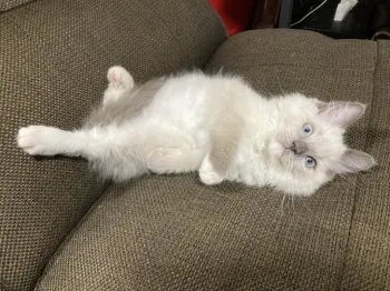 K.I 様のお迎えした子猫