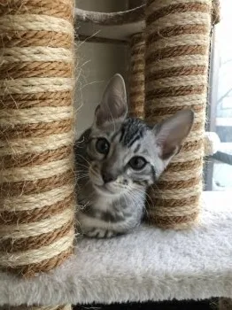 M 様のお迎えした子猫