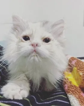R.S 様のお迎えした子猫
