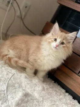 K 様のお迎えした子猫