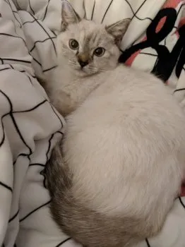 丸子 様のお迎えした子猫