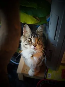 とんがりぼうし 様のお迎えした子猫