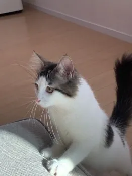 マミチョコ 様のお迎えした子猫