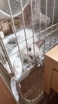 Y.T 様のお迎えした子猫