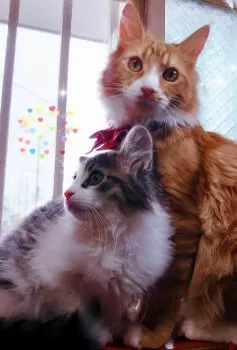 はるまき 様のお迎えした子猫