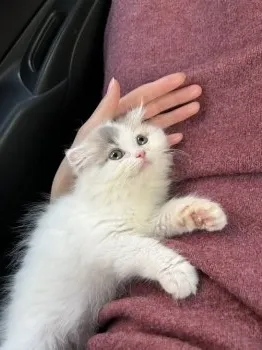 ゆ 様のお迎えした子猫