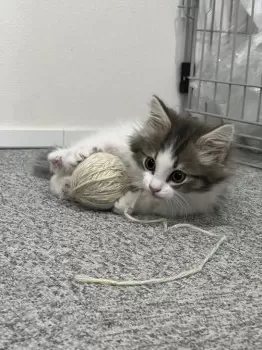 K.T 様のお迎えした子猫