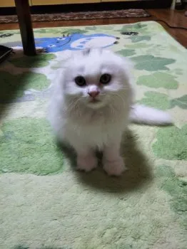 NOKKO 様のお迎えした子猫