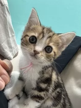 ニャンティ 様のお迎えした子猫